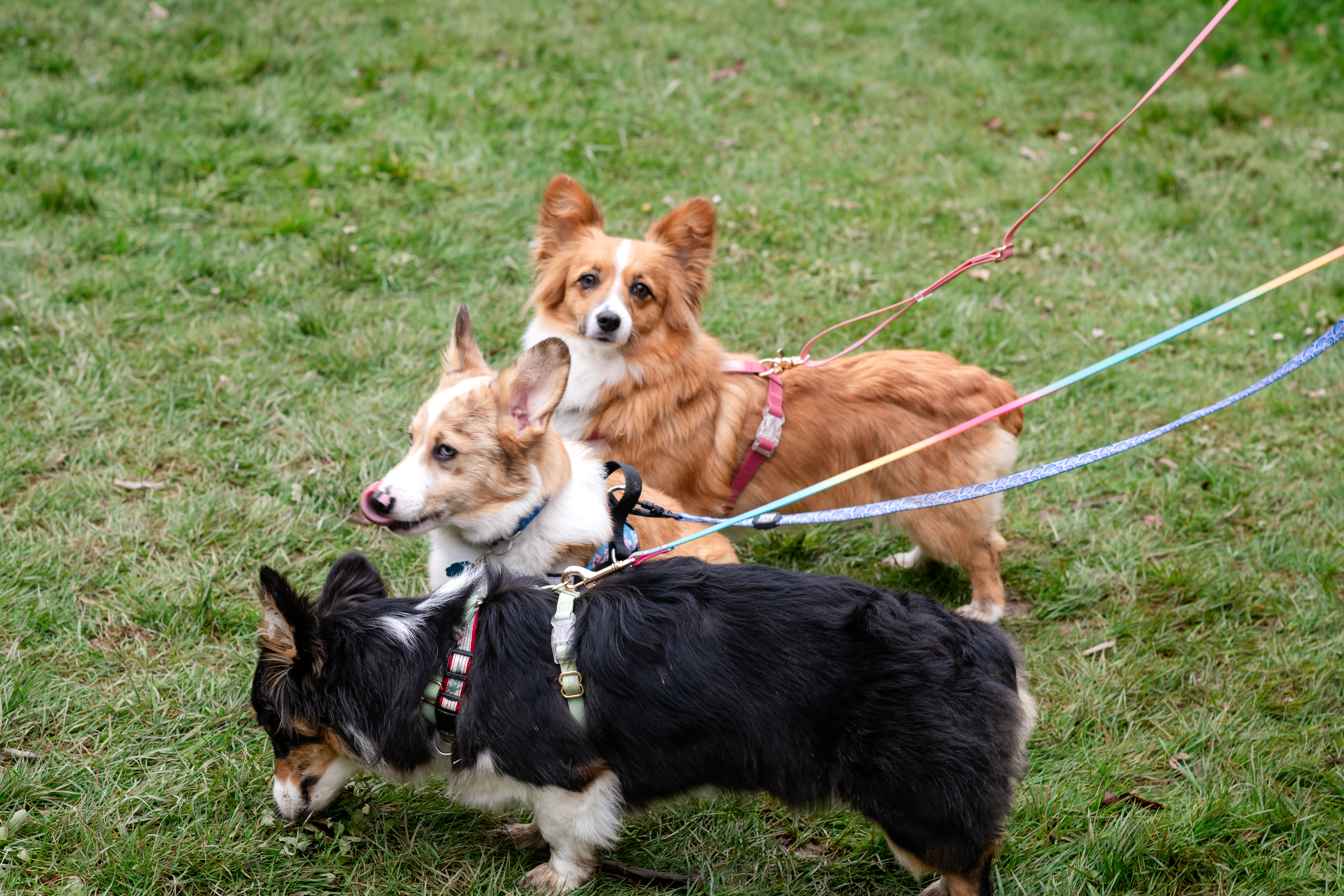 Corgi trio outdoor exploration